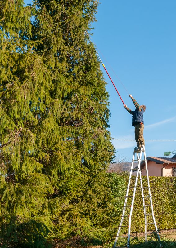 Tree Installation Service